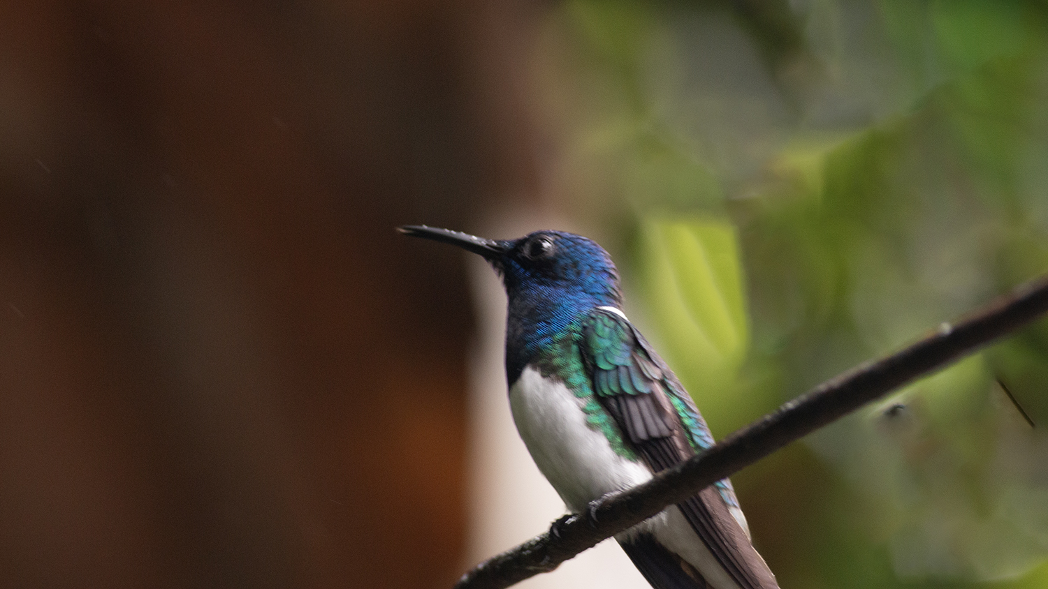 White-necked Jacobin